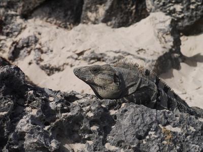 Friendly iguana, Tulum