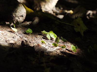 Cool, I always wanted to see a live play of the Nat Geo ants-carrying-leaves clip