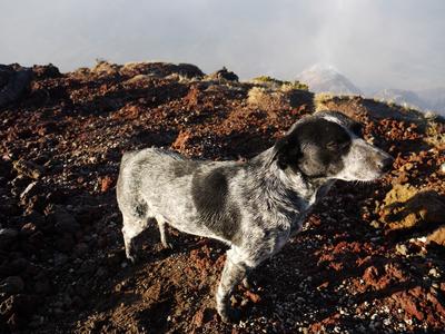 Galletas the mountain dog