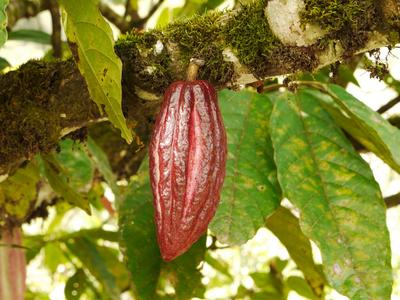 Cacao bean pod!