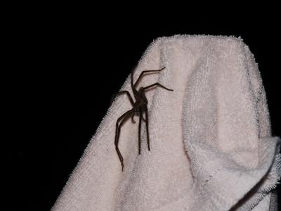 This thing was parked outside our cabana all night. We suspect it might be Shelob's little sister.