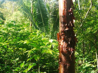 In Mexico they call these 'Gringo trees', because their bark turns red and peels off.