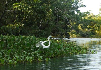 We kayaked around a bit, disturbing the local herons.