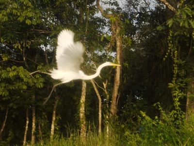 Paddle towards heron. Watch it flee and land a short distance away. Repeat.