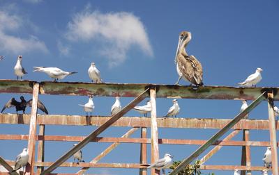 Scavengers flock where the fishing boats come in.