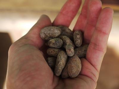 Cotton Tree Chocolate: fermented cacao beans