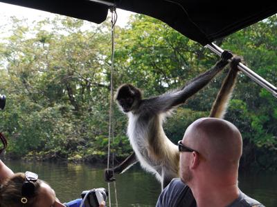 Spider monkeys near Orange Walk. Little rascals step right into the boat..