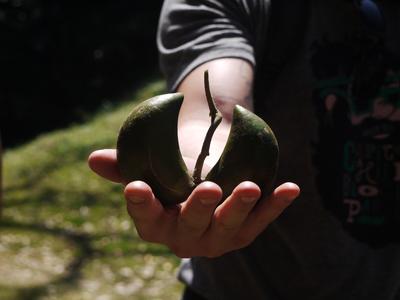 This fruit is known as 'grandpa's balls'