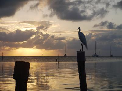 Caye Caulker