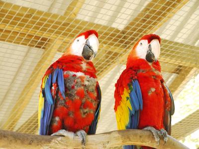 Guacamayas, Macaw Mountain bird park