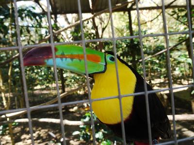 Keel-billed toucan, Macaw Mountain