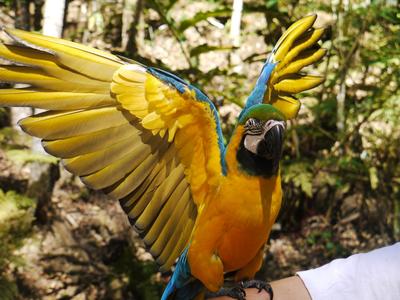 Golden guacamaya