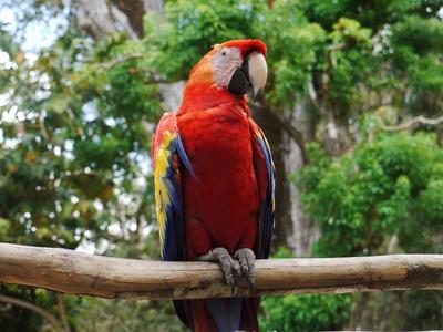 Another guacamaya, at the ruins in Copán