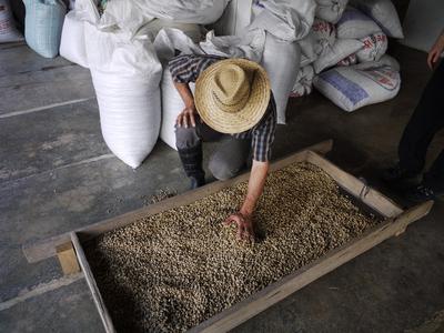 Carlos with his coffee crop, finca El Cisne