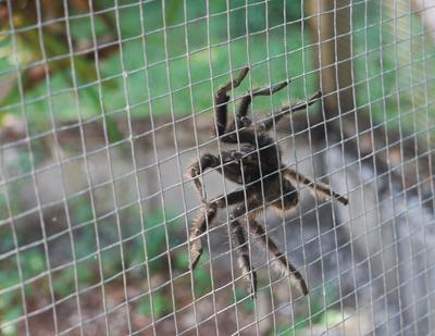 The staff at the iguana station were perplexed: how did the tarantula get inside the cage with the iguanas? It's supposed to be outside roaming the garden with the guests.