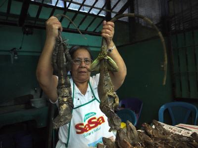 Live iguanas for sale, Leon