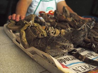 The iguanas have their limbs tied behind their back, prisoner-style.