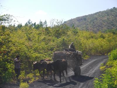 Ox-drawn cart, on the road to Cerro Negro