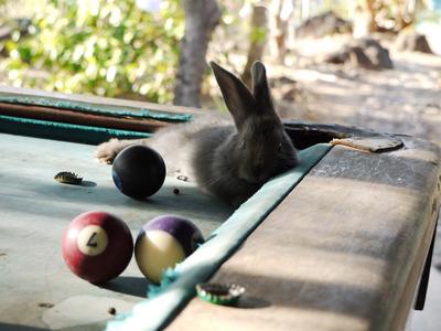 Little Morgan has a resident bunny. He lives on the pool table, and is temporarily evicted whenever someone wants to play.