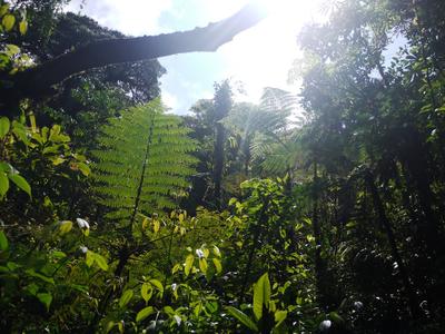 In the cloud forest, Santa Elena