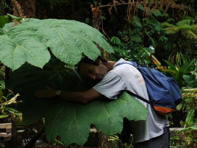 Ron likes giant leaves.. These ones are very rough to the touch.