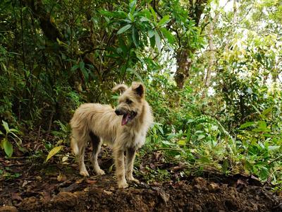 Cerro Amigos hike. This random dog decided to tag along. Maybe he's one of the amigos..