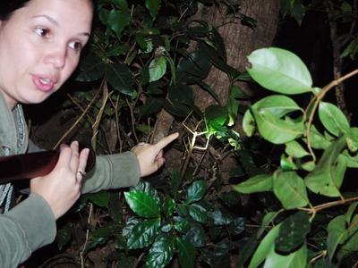 Nighttime wildlife watching tour - found a stick insect