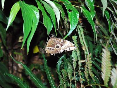 Large blue morpho butterflies were all over the place. The other side of the wing is almost-fluorescent blue, but it's very hard to photograph them in flight, which is the only time the blue is visible.