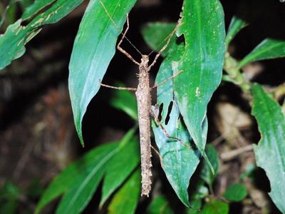 Stick insect