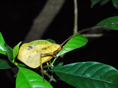 Leaf insect