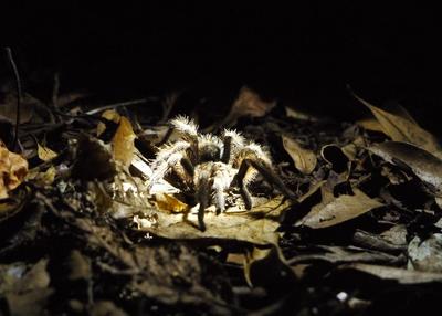 Hello, señor tarantula!