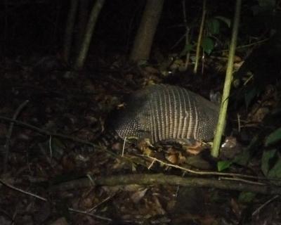 This, apparently, is an armadillo