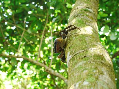 Blue crabs all over the trail. They scamper away as you approach, this one chose to climb up a tree.