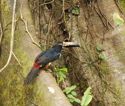 On the way back to Puerto Viejo we saw a couple of toucans (collared aracari) by the side of the road.