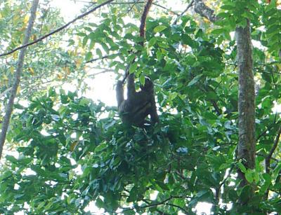 We spotted a sloth on a tree near the beach. The two-toed kind, we think.