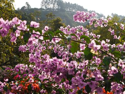 Mi jardin es su jardin