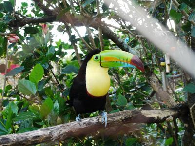 We stayed at the pension Topas in Boquete. Willy the toucan resides in a large enclosure in the garden.