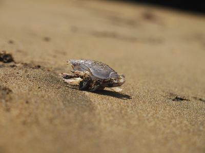 We're not too sure what that thing was. Some kind of crab maybe.