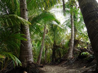 Beachside path among the coconuts, Cala Mia