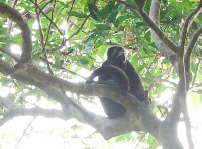 Back at our hotel, which had apparently been taken over by howler monkeys