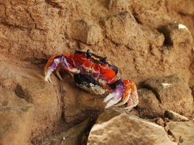 We saw some colourful crabs