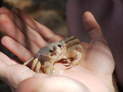 ..and harass the crabs.