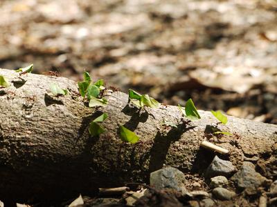 Leafcutter ants, Parque Metropolitano