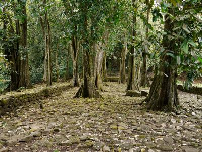 Opunohu valley marae, Moorea