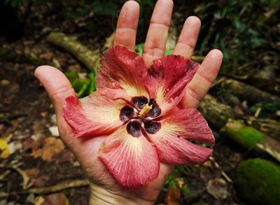 Hibiscus, Three Coconut Trees trail, Moorea