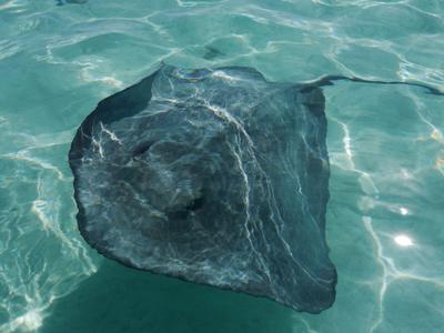 Stingray, Moorea lagoon