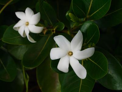 Tiare tahiti, at the jardin tropical, Moorea