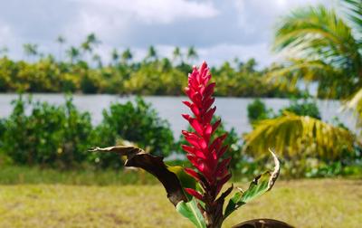 Ginger bloom, Raiatea