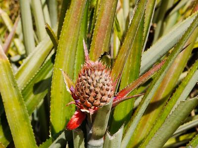 This thorny flowery thingy will be a pineapple someday.<br/> The Tahitian word for pineapple is 'painapo' - the plant was introduced by the British. Mo'orea still grows plenty of pineapples.