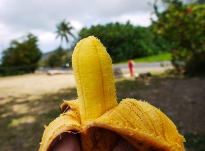 Fe'i - bright yellow, exotic, and strangely delicious. Typically it is cooked before eating, but we're all about defying convention. Besides, nobody told us.